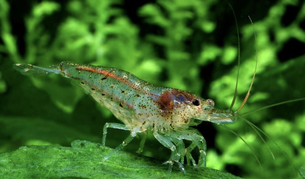 гуппі мікс, сині зелені