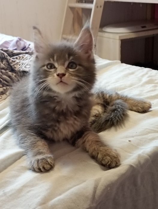 Lindo gatinho  Maine coon