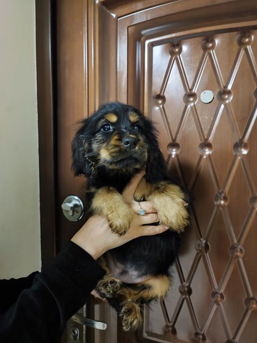 Миловидный ребёнок для вас