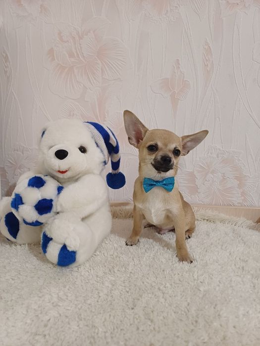 Чихуахуа міні собачка