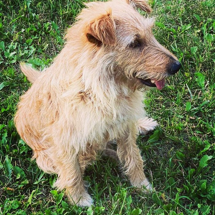 Pies w typie teriera irlandzkiego