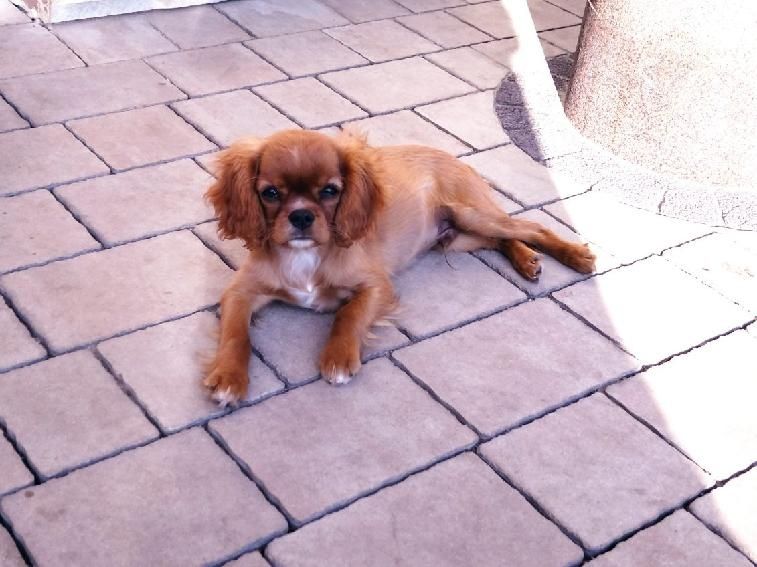 Cavalier King Charles Spaniel