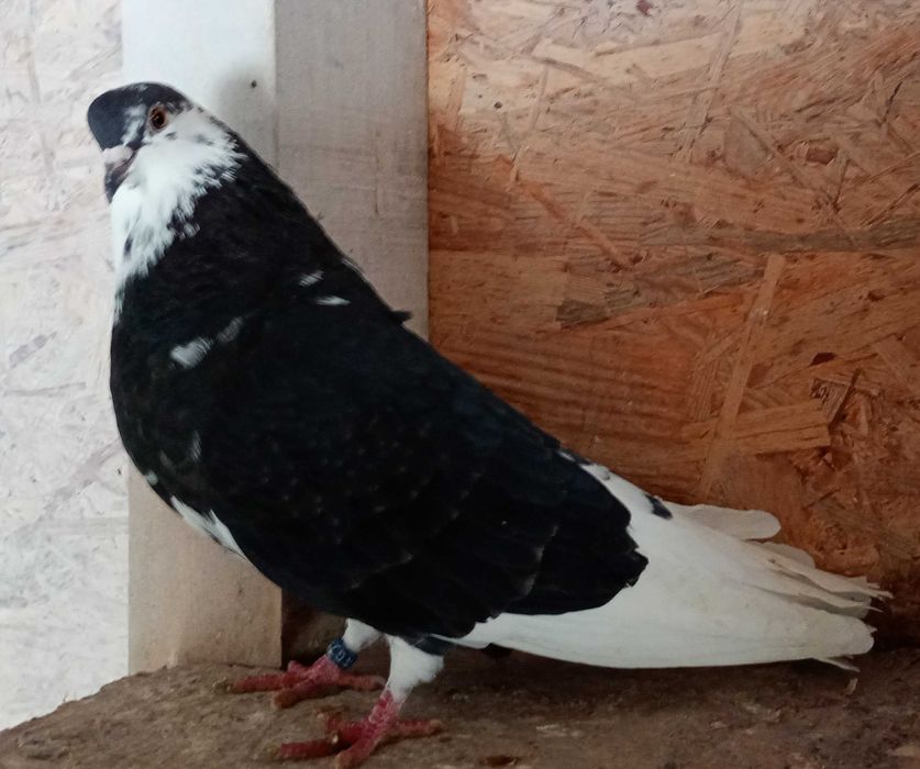 Orliki lubelskie samica