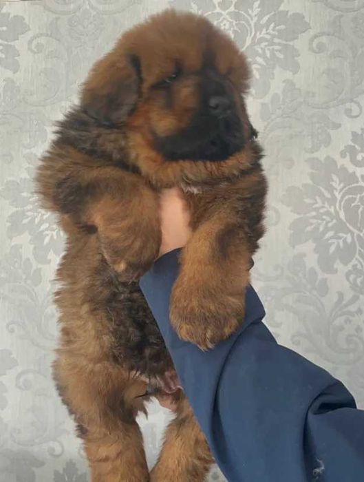 Аліментний хлопчик від батька з Китаю! Тібетський мастиф