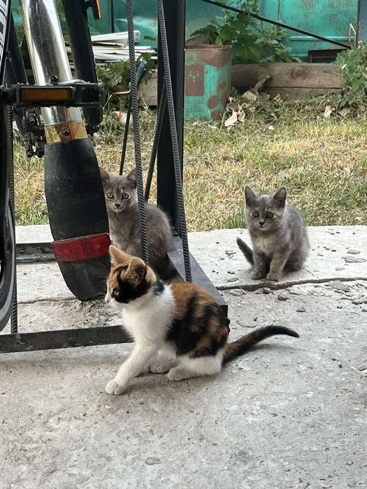 Кошенята в добрі руки.