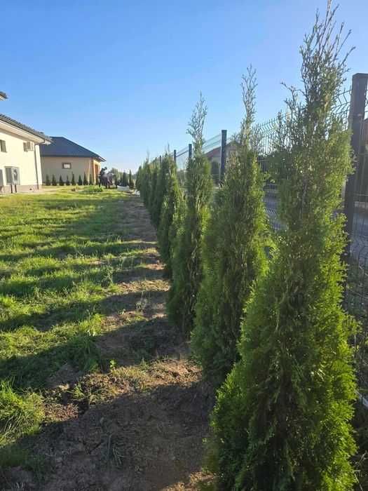 OGRODY  Nasadzenia Lublin Tuja szmarag d