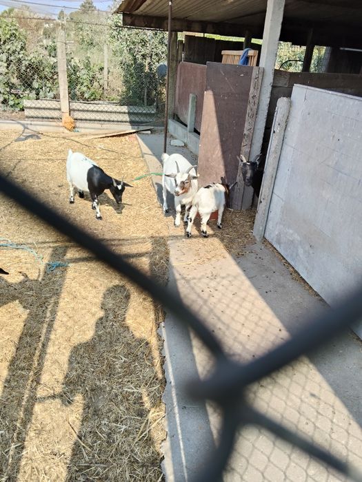 Vende-se Rebanho de Cabras e Bodes