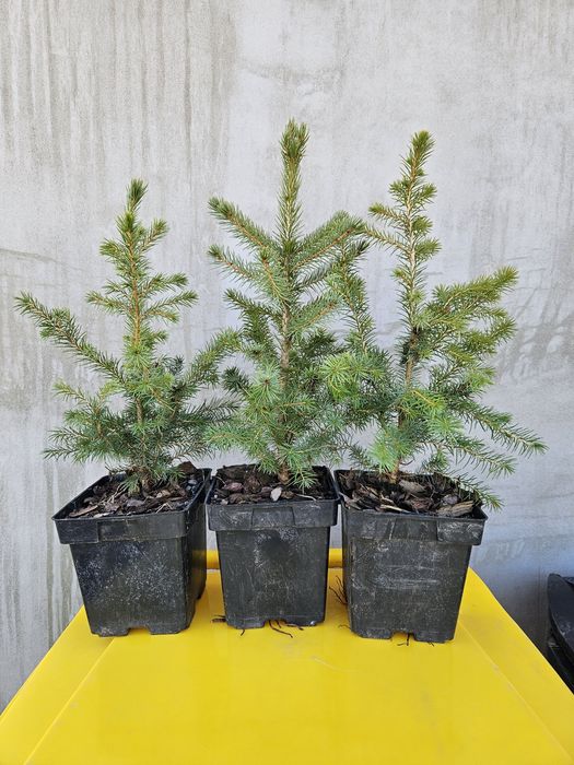 świerk serbski (picea omorika) zdrowe, zahartowane sadzonki do ogrodu.