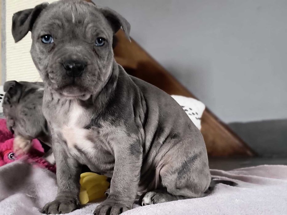 American Staforrd Terier merle gotowy na zmianę domu blu amstaff