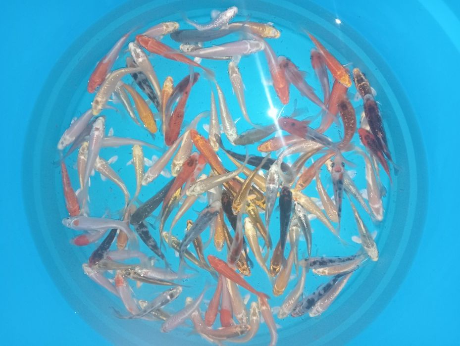 Carpas koi 7/9cm faço envios