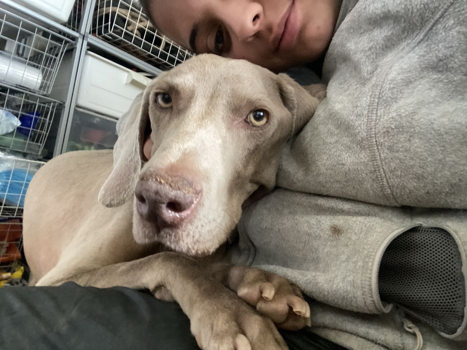 PetSitting e Dogwalking