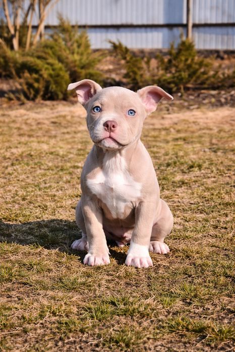 American Bully дівчинка