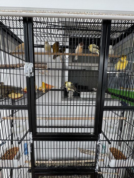 [14]Canarios + Jaula