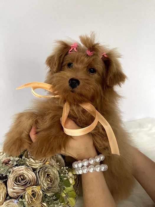 Помапу — Ці дівчатка змінять ваше життя