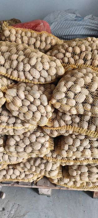 Ziemniaki wielkości sadzeniaka odmiany Belana