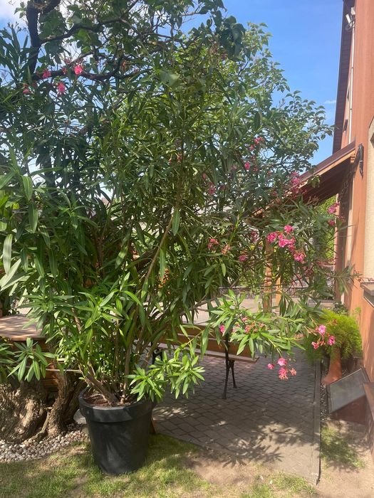 Oleander duży - ok. 3 m