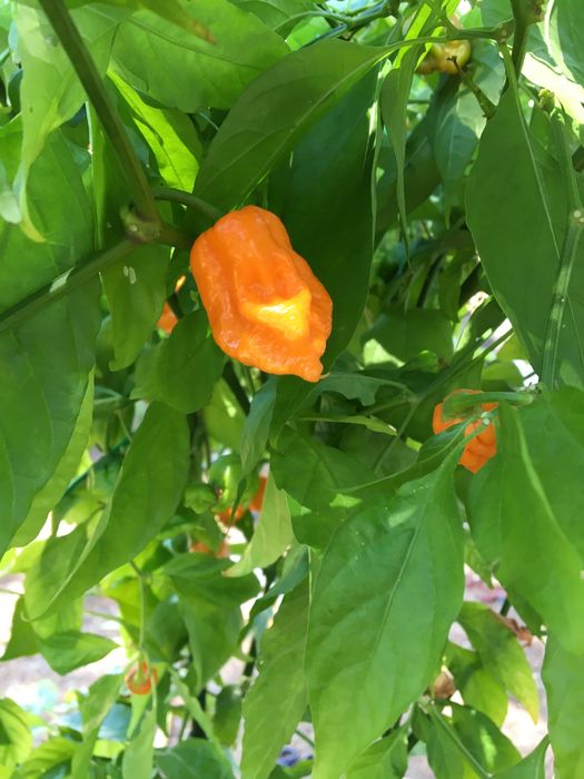 Sementes de carolina reaper laranja