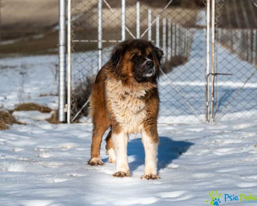 Duża w typie bernardyna suczka GRYZIA szuka kochającego domku!