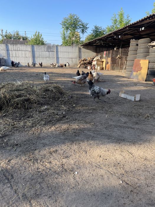 Питушки 2 штуки