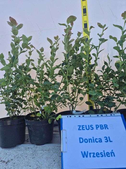 Borówka amerykańska ZEUS PBR donica 3litry