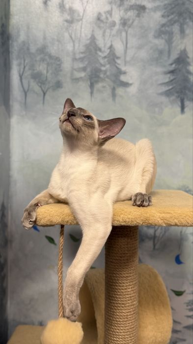 Siamese, сіамський кіт Jazz