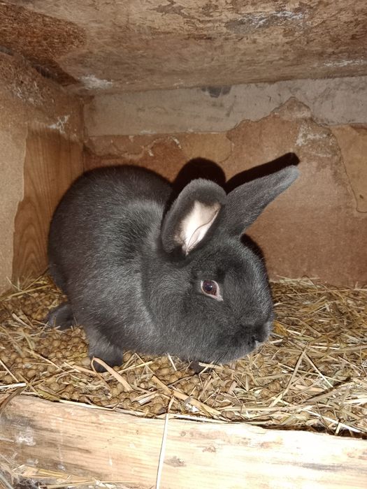 Kroliki Wiedeński Niebieski.