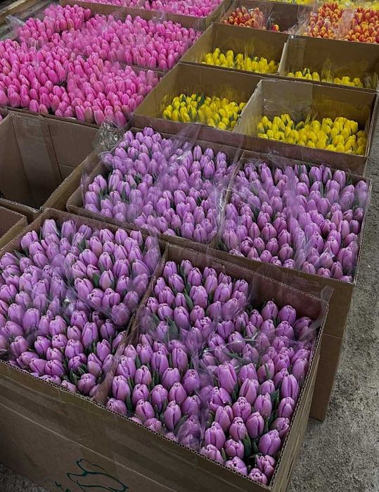 Квіти ВІД ПОСТАЧАЛЬНИКА / Цветы оптом / Тюльпани до 8 березня / Мімоза