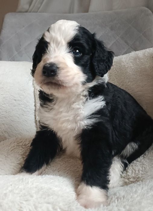 Bernedoodle хлопчик. Київ