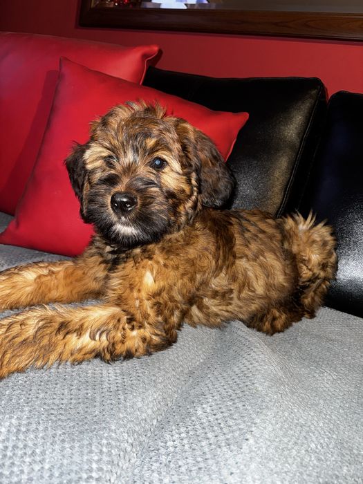 owczarek francuski Briard  FCI szczenię