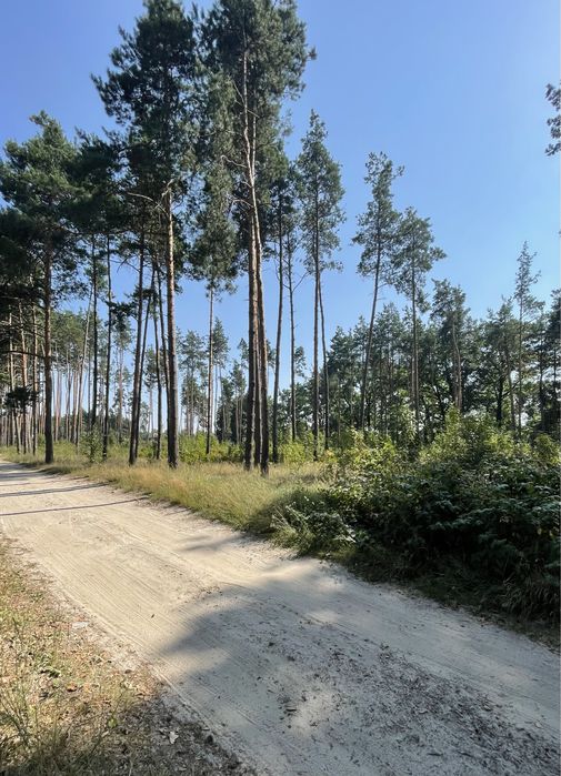 Ділянка в соснах в Олевську