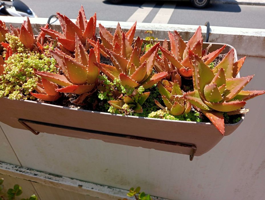 Planta natural, coroa
