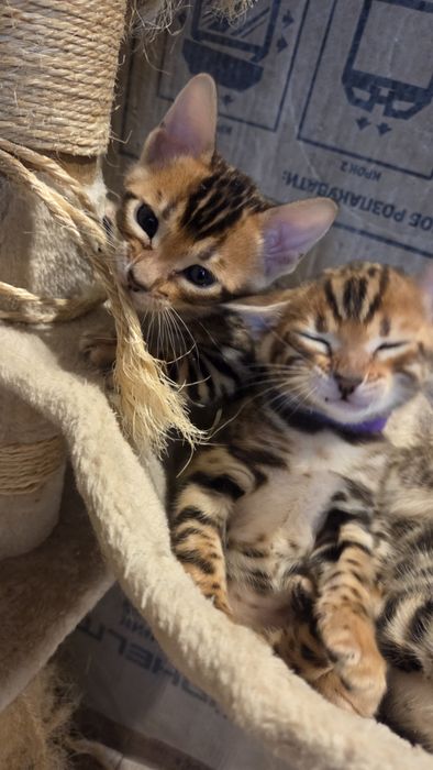 Котенок бенгал мальчик, Бенгальский чистокровный, готовый к перезду