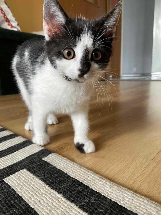 Mała Matylda szuka domku