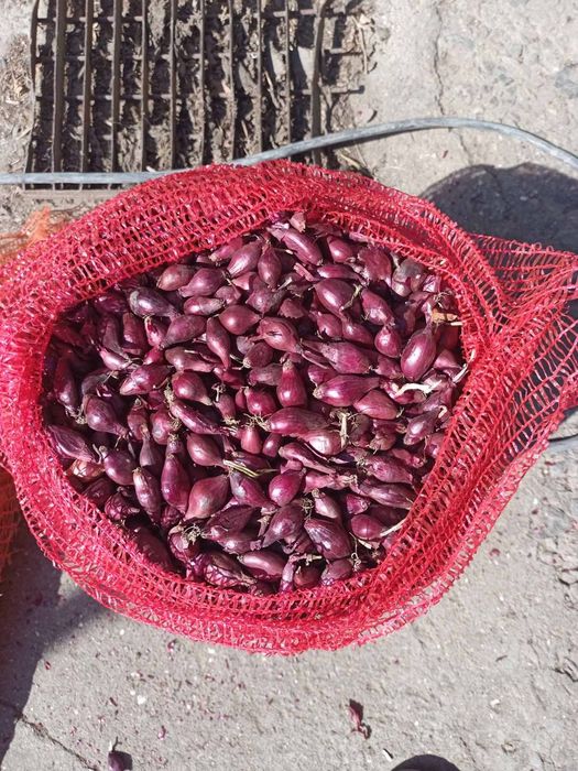 Цибуля сіянка тиканка Радар, Штуттгарт, Стурон, Чеботарський, Сноубол,