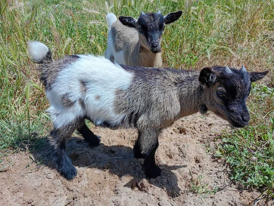 Cabras anãs meiguinhas e mansas