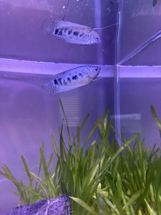 Peixe Colisa/trichogaster azul