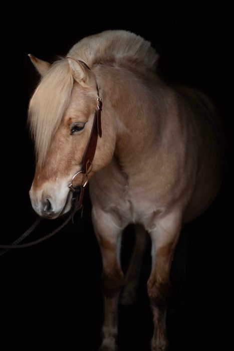 Stanówka ogierem Ardenofiordem