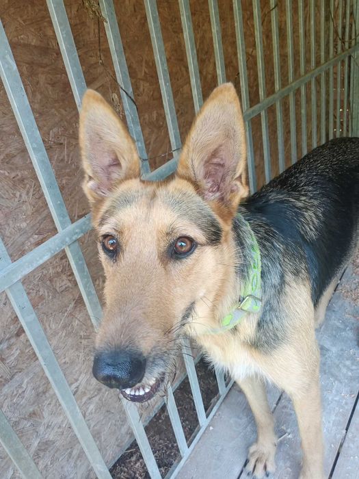 Bercia poleca się do adopcji.