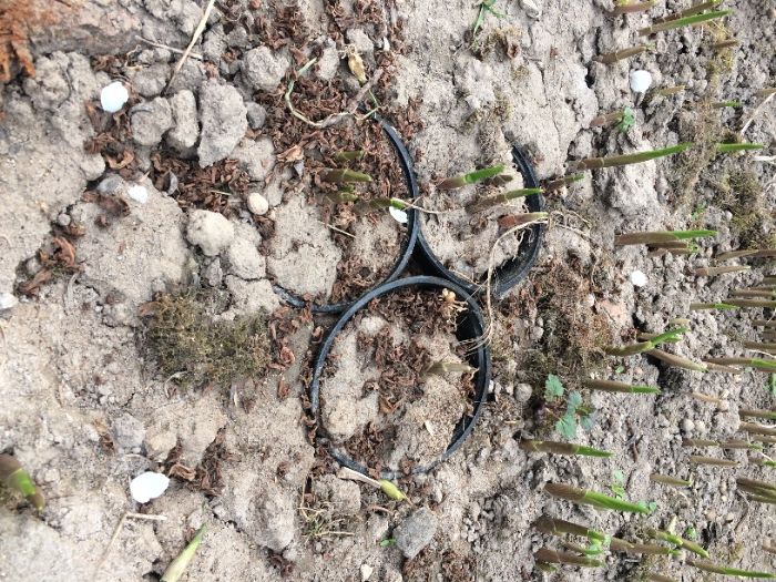 Ландыш майский конвалія