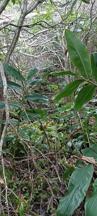 Terreno rústico 1,068 ha com acesso alcatroado — São João, Pico