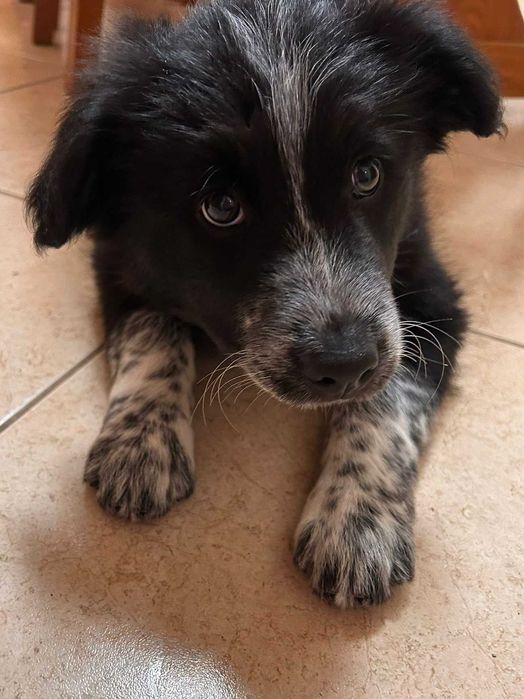 Border collies - macho e fêmeas