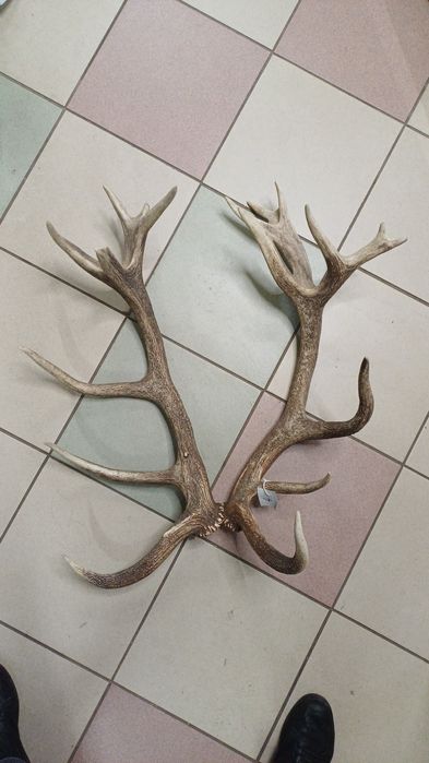 Роги оленя. Рога оленя.