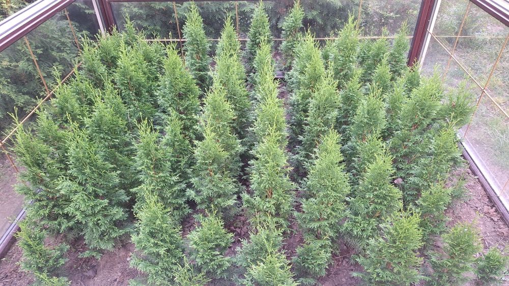 Tuje tuje szmaragdy tuja thuja szmaragd
