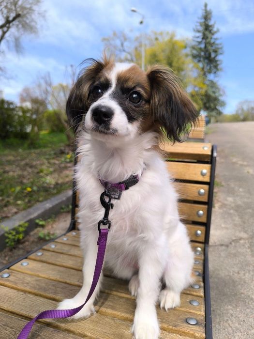 Спаніель  той іграшкова дівчинка