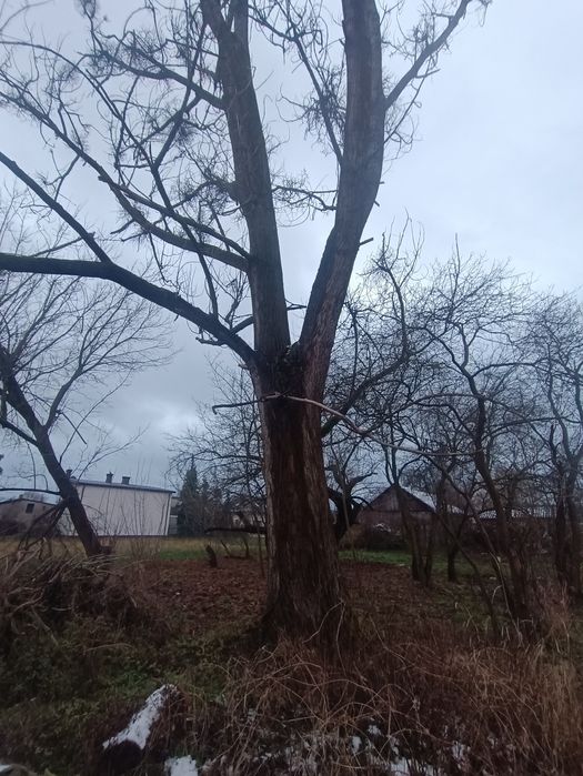 Drzewo za darmo za wycięcie. Jaktorów