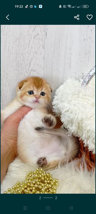 Шикарный вислоухий котик золотая шиншилла