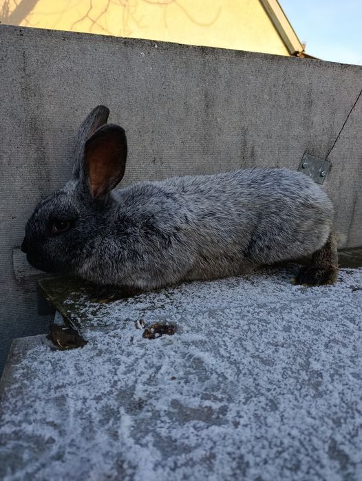 Продам кролів вакцинованих