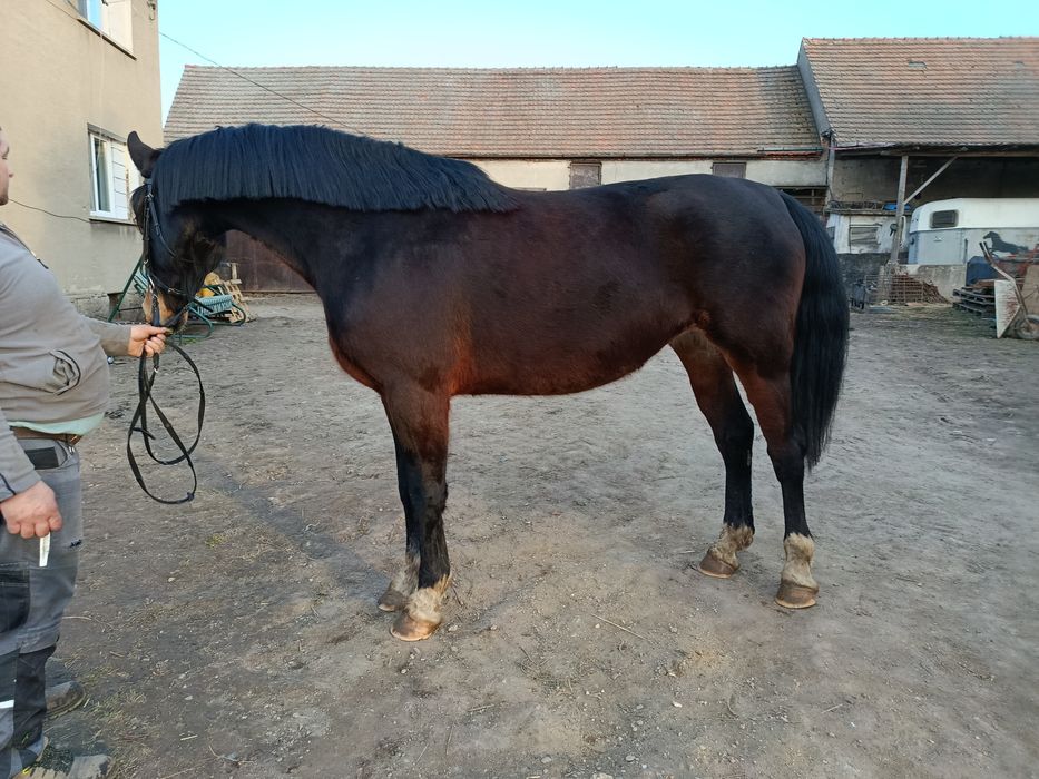 Klacz Śląska malowana Fortuna (GI)