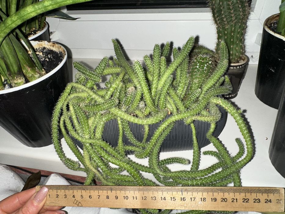 Сансеверия трезполосная, сансеверия цилиндрическая, кактусы