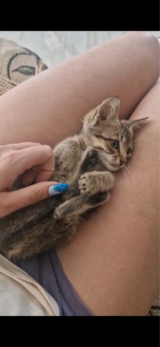 Віддам котика в добрі руки